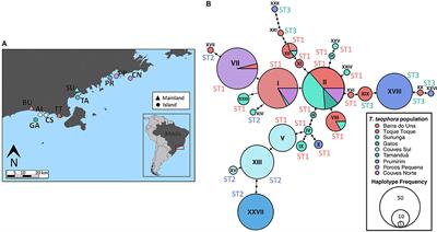 Long-Term <mark class="highlighted">Habitat Fragmentation</mark> Is Associated With Reduced MHC IIB Diversity and Increased Infections in Amphibian Hosts